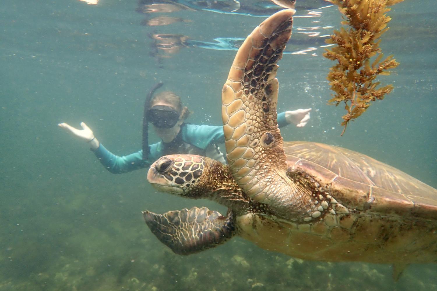 一名<a href='http://c0pk.daves-studio.com/'>全球十大赌钱排行app</a>学生在Galápagos群岛游学途中与一只巨龟游泳.